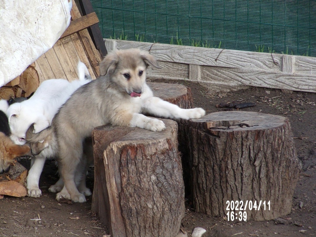 DOLCE - Chiot femelle croisée de taille moyenne à grande à l'âge adulte - Née environ en Janvier 2022 - Refuge de Mihaela - Adoptée par Murielle en Belgique  27711311