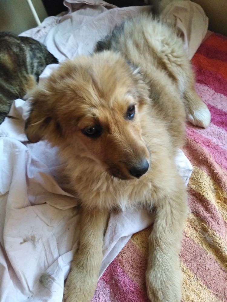 MAIA (DARLA) - Chiot femelle croisée de taille moyenne à l'âge adulte - Née environ en Décembre 2021 - Refuge de Monica - Adoptée par Claire en Belgique 27722210