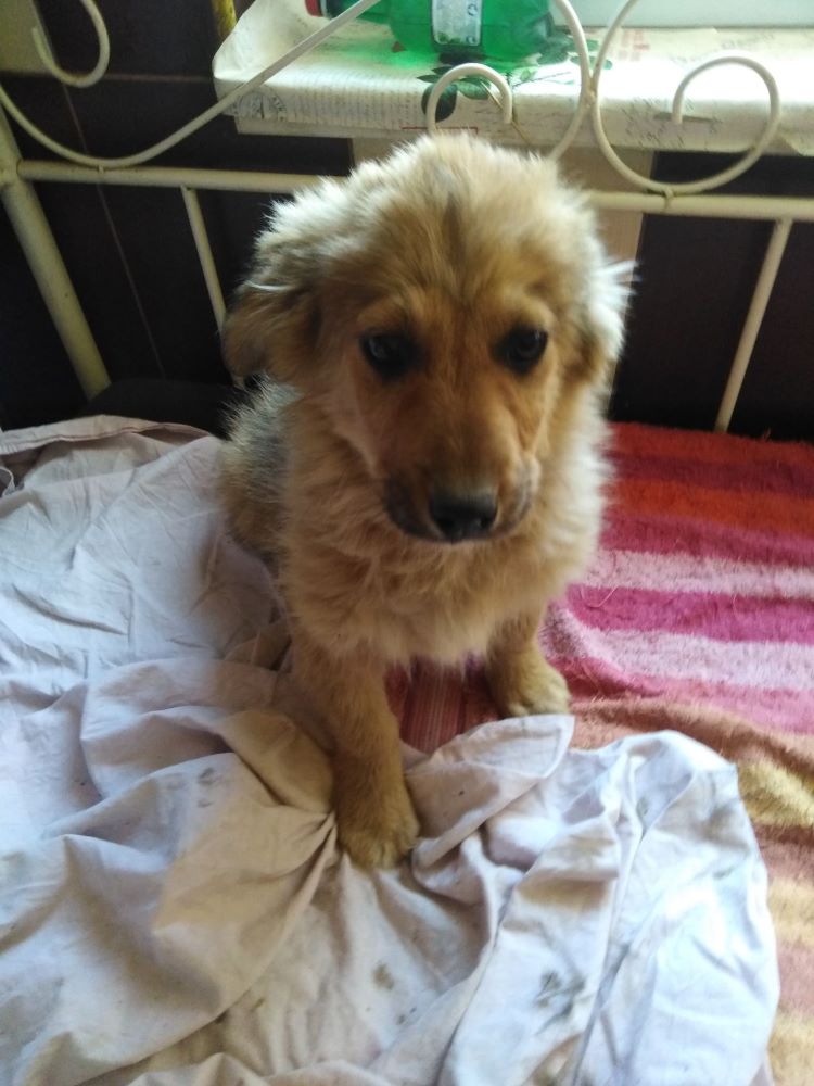 MAIA (DARLA) - Chiot femelle croisée de taille moyenne à l'âge adulte - Née environ en Décembre 2021 - Refuge de Monica - Adoptée par Claire en Belgique 27735210