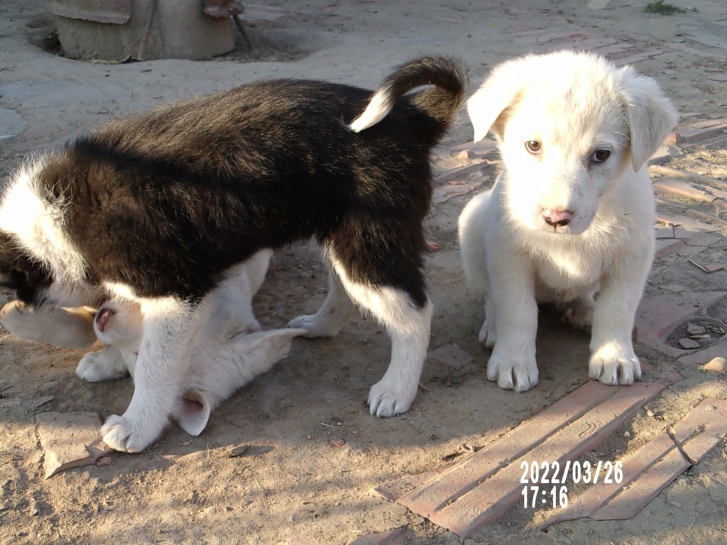 TESS (ex BLANCHE) - Chiot femelle croisée de taille moyenne à grande à l'âge adulte - Née environ en Janvier 2022 - Refuge de Mihaela - Adoptée par Élisabeth en France 27752411