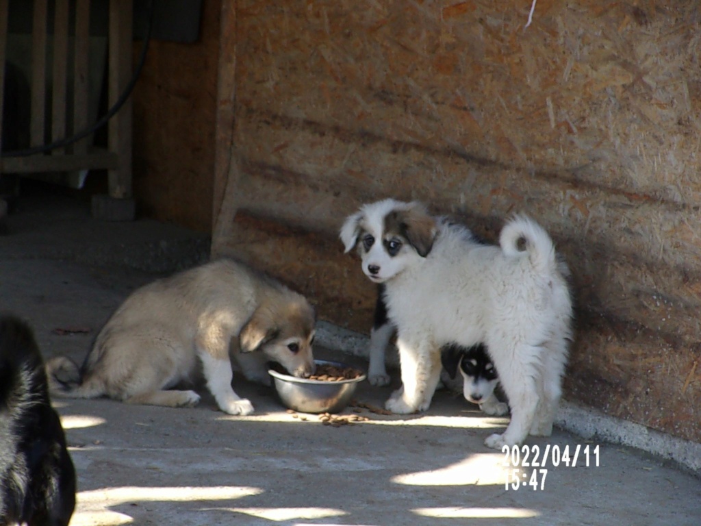 DOLCE - Chiot femelle croisée de taille moyenne à grande à l'âge adulte - Née environ en Janvier 2022 - Refuge de Mihaela - Adoptée par Murielle en Belgique  27783311