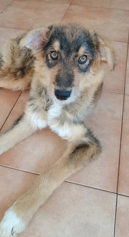 KODA (ex MELINDA) - Chiot femelle croisée de taille moyenne à l'âge adulte - Née environ en Octobre 2021 -  Adoptée par Malika en Belgique 27784611