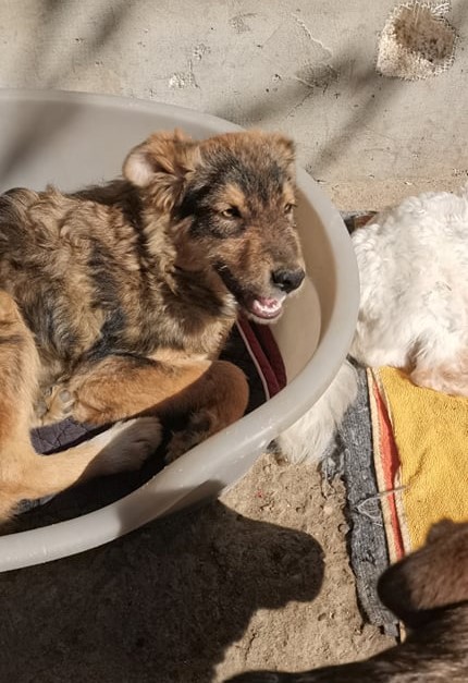 KODA (ex MELINDA) - Chiot femelle croisée de taille moyenne à l'âge adulte - Née environ en Octobre 2021 -  Adoptée par Malika en Belgique 27806110