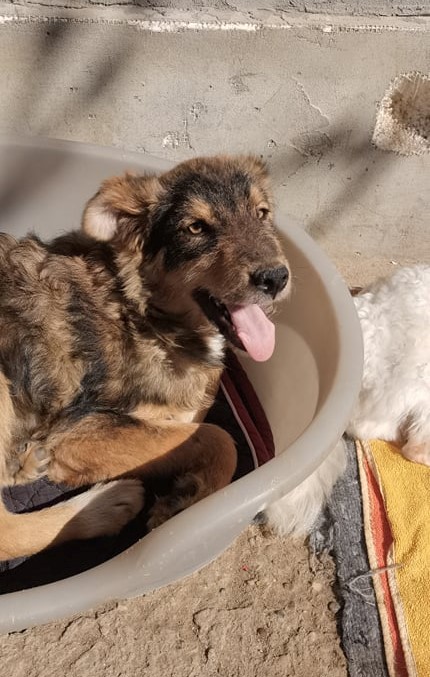 KODA (ex MELINDA) - Chiot femelle croisée de taille moyenne à l'âge adulte - Née environ en Octobre 2021 -  Adoptée par Malika en Belgique 27813712