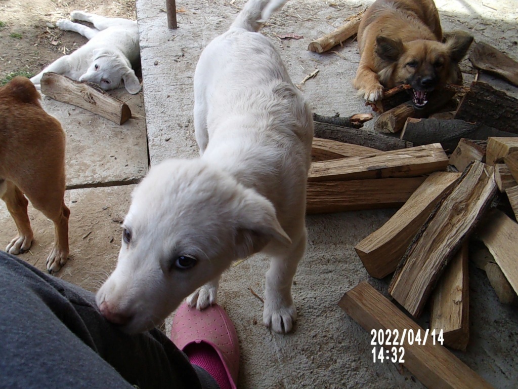 TESS (ex BLANCHE) - Chiot femelle croisée de taille moyenne à grande à l'âge adulte - Née environ en Janvier 2022 - Refuge de Mihaela - Adoptée par Élisabeth en France 27834211