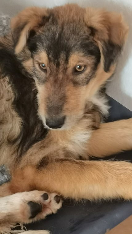 KODA (ex MELINDA) - Chiot femelle croisée de taille moyenne à l'âge adulte - Née environ en Octobre 2021 -  Adoptée par Malika en Belgique 27893811