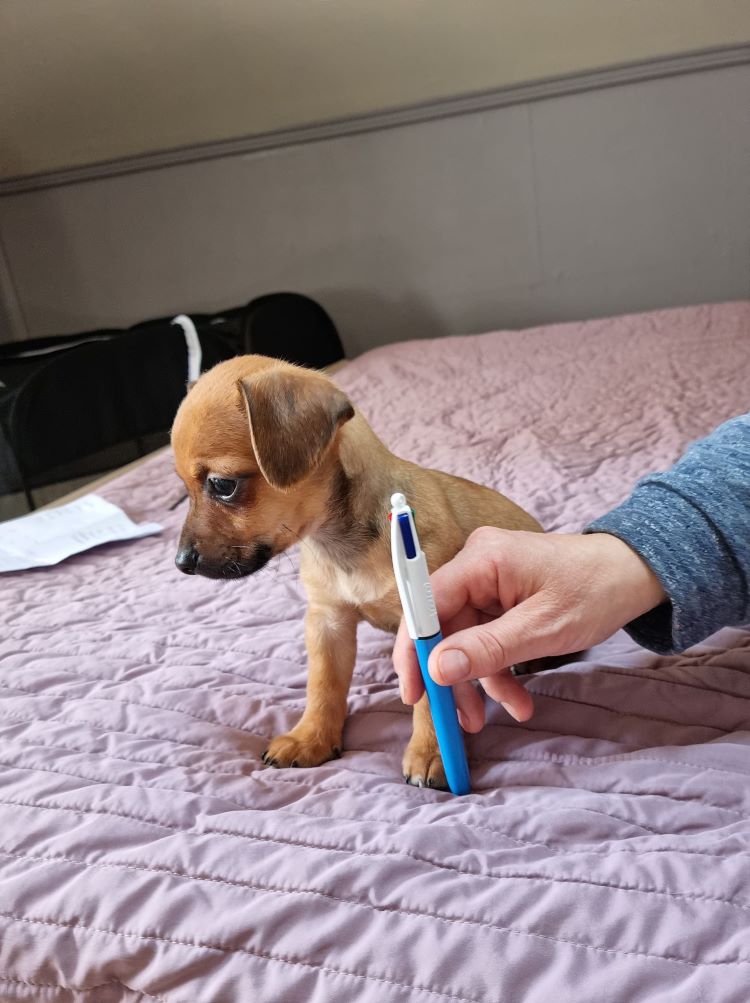 ZEST - Chiot mâle croisé Chihuahua & Griffon de petite taille à l'âge adulte - Né en Février 2022 - adopté par Martine en Belgique 27896711