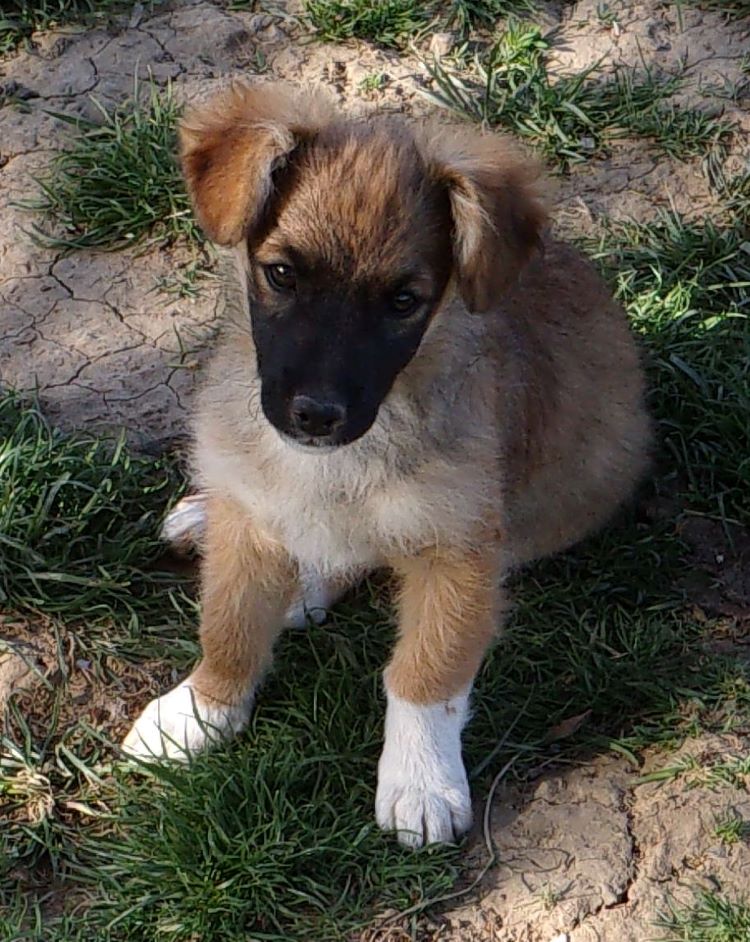 MINNIE - Chiot femelle croisée de petite taille à l'âge adulte - Née environ en Décembre 2021 - Refuge de Mihaela - Adoptée par Michel en Belgique  27897112