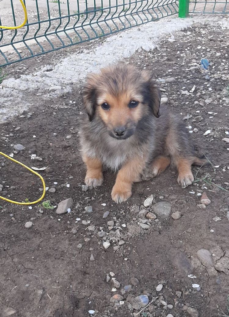 TAO (ex POPEYE) - Chiot mâle croisé de petite taille à l'âge adulte - Né environ en Février 2022- Adopté par Eva en France  27903414