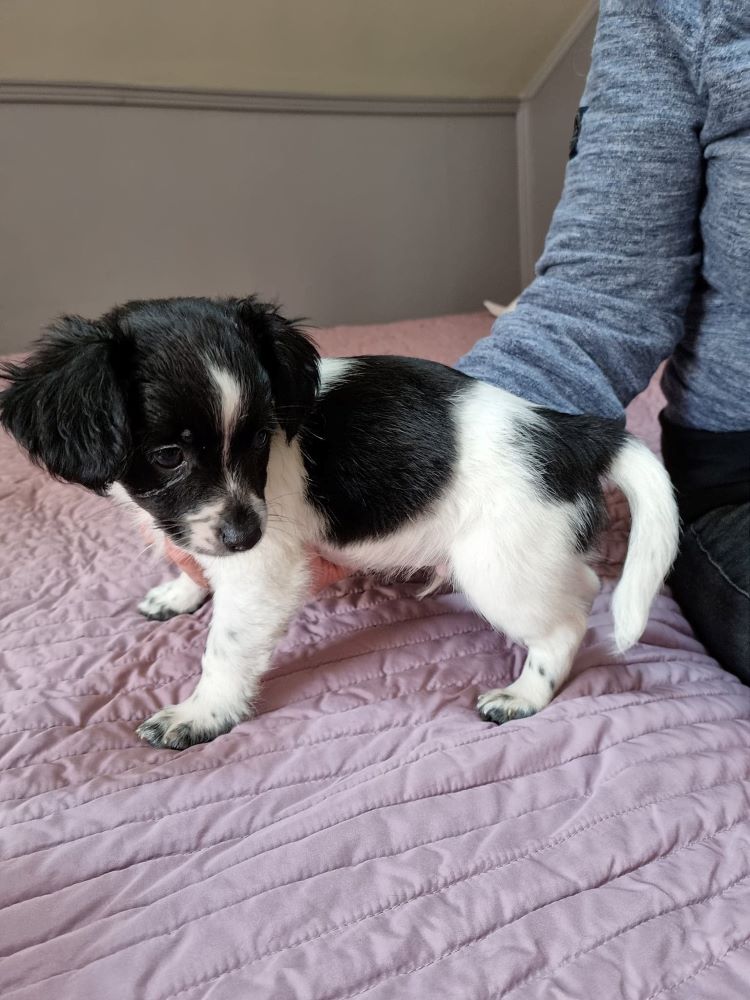 TOULOUZ (ex ZIGZAG) - Chiot mâle croisé Chihuahua & Griffon de petite taille à l'âge adulte - Né en Février 2022 - Adopté par Mélanie en Belgique 27905110