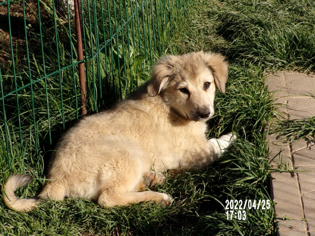 DOLCE - Chiot femelle croisée de taille moyenne à grande à l'âge adulte - Née environ en Janvier 2022 - Refuge de Mihaela - Adoptée par Murielle en Belgique  27905711