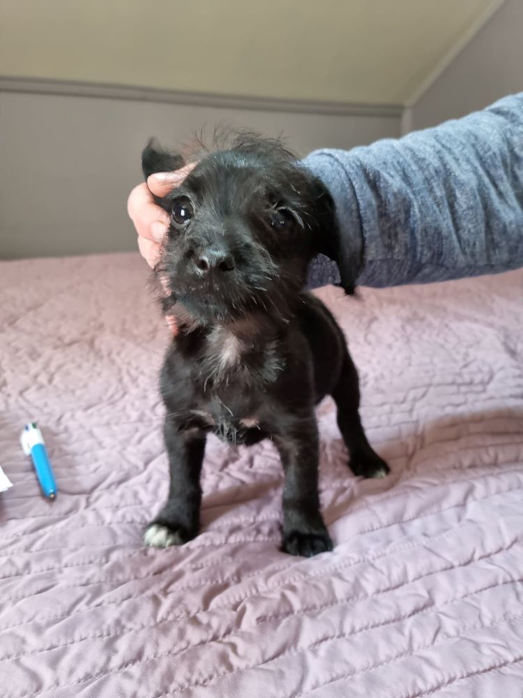 BERLIOZ (ex ZOOM) - Chiot mâle croisé Chihuahua & Griffon de petite taille à l'âge adulte - Né en Février 2022 - Adopté par Mélanie en Belgique 27914110