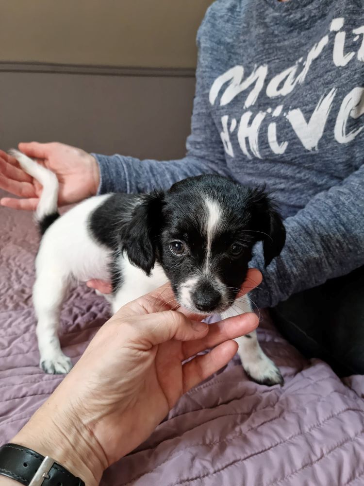 TOULOUZ (ex ZIGZAG) - Chiot mâle croisé Chihuahua & Griffon de petite taille à l'âge adulte - Né en Février 2022 - Adopté par Mélanie en Belgique 27928310