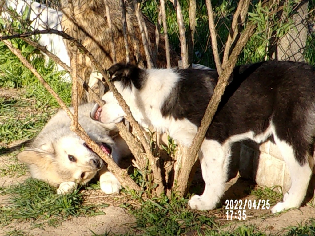 ZOEE - Femelle croisée de taille moyenne - Née environ en Janvier 2022 - Refuge de Mihaela - Adoptée Élisabeth en France .  27930110