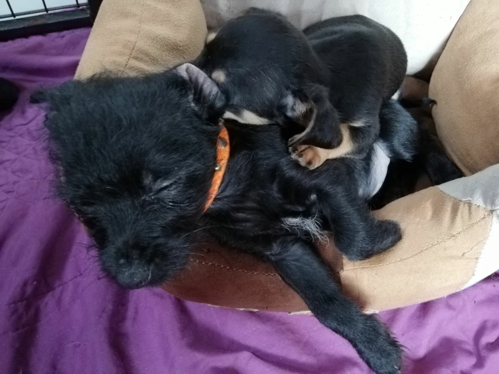 TIAGO (ex ZORRO) - Chiot mâle croisé Chihuahua & Griffon de petite taille à l'âge adulte - Né en Février 2022 - Adopté par Edwige en France 27944510