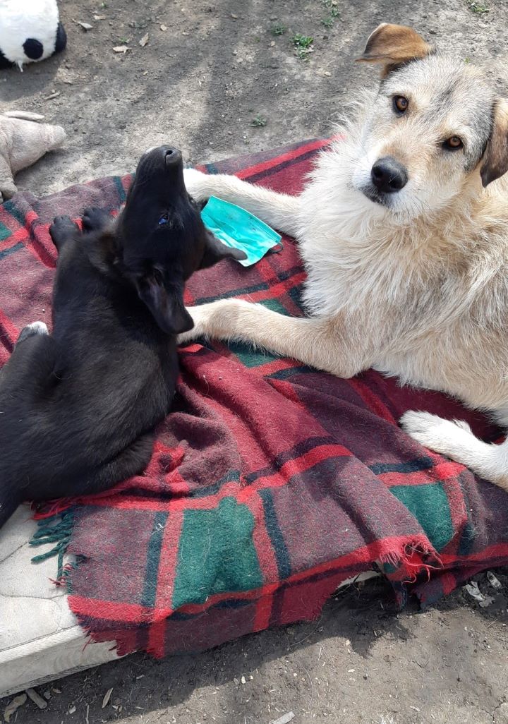 TINA - Chiot femelle croisée de taille moyenne à l'âge adulte - Borgne - Née environ en Décembre 2021 - Refuge de Camelia - Adoptée par Julie en Belgique  27970811