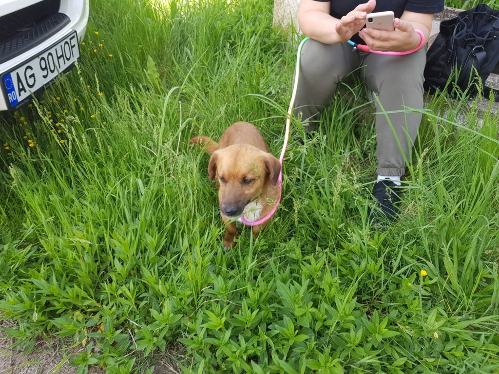 ZIGGY (ex DIMITRI) - Mâle croisé de petite taille (8 kg) - Né environ en 2019 -  Adopté par Nathalie en Belgique 27972610