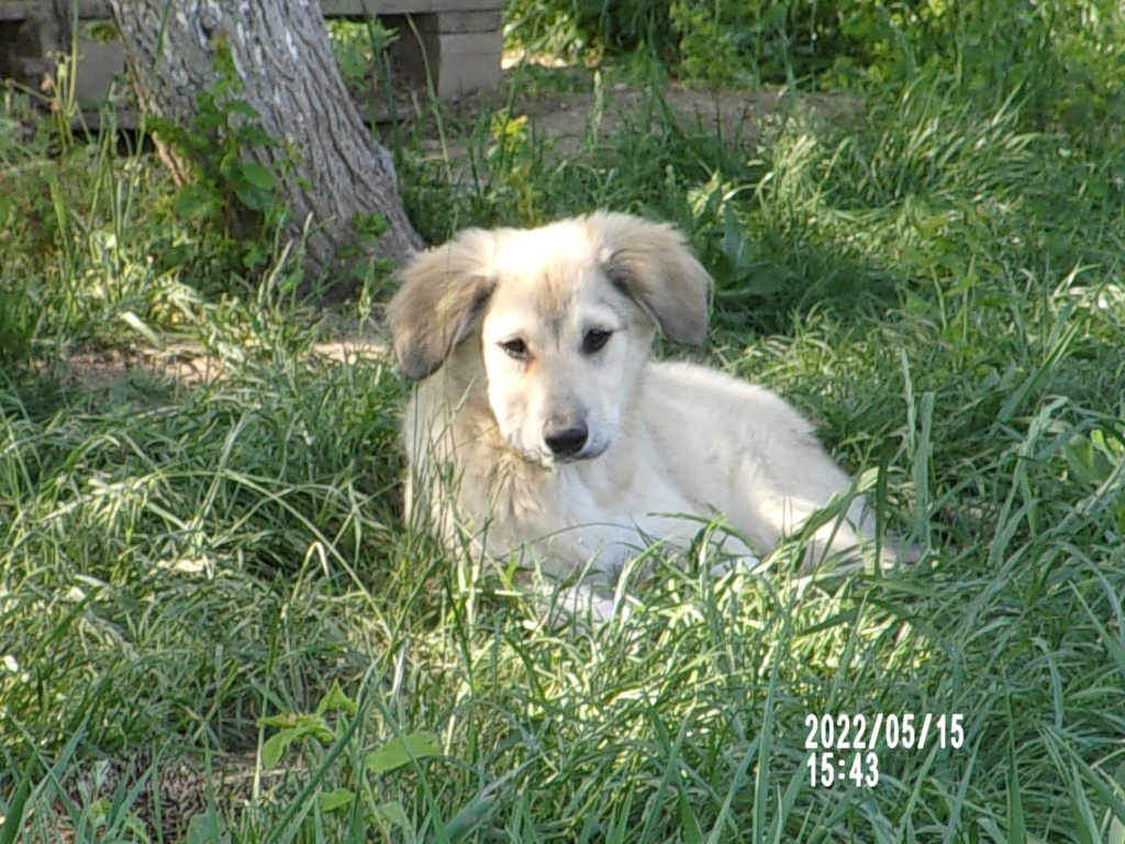 DOLCE - Chiot femelle croisée de taille moyenne à grande à l'âge adulte - Née environ en Janvier 2022 - Refuge de Mihaela - Adoptée par Murielle en Belgique  28001010