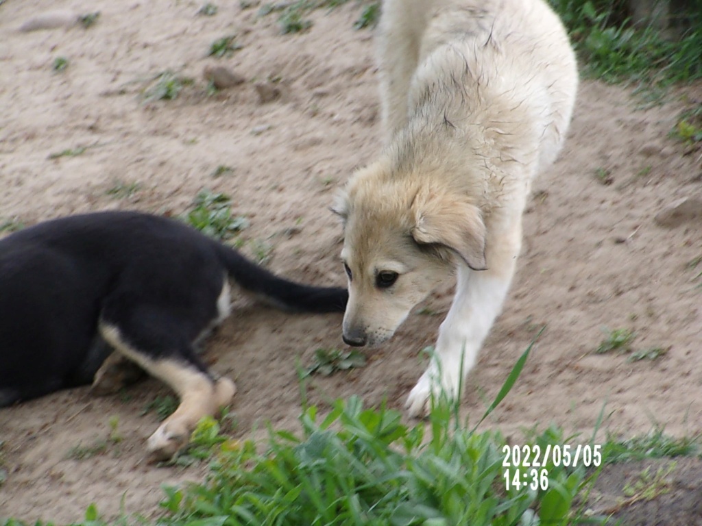 DOLCE - Chiot femelle croisée de taille moyenne à grande à l'âge adulte - Née environ en Janvier 2022 - Refuge de Mihaela - Adoptée par Murielle en Belgique  28017510