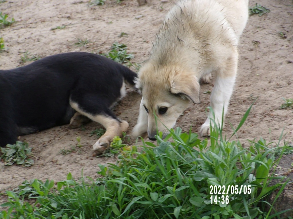 DOLCE - Chiot femelle croisée de taille moyenne à grande à l'âge adulte - Née environ en Janvier 2022 - Refuge de Mihaela - Adoptée par Murielle en Belgique  28019110