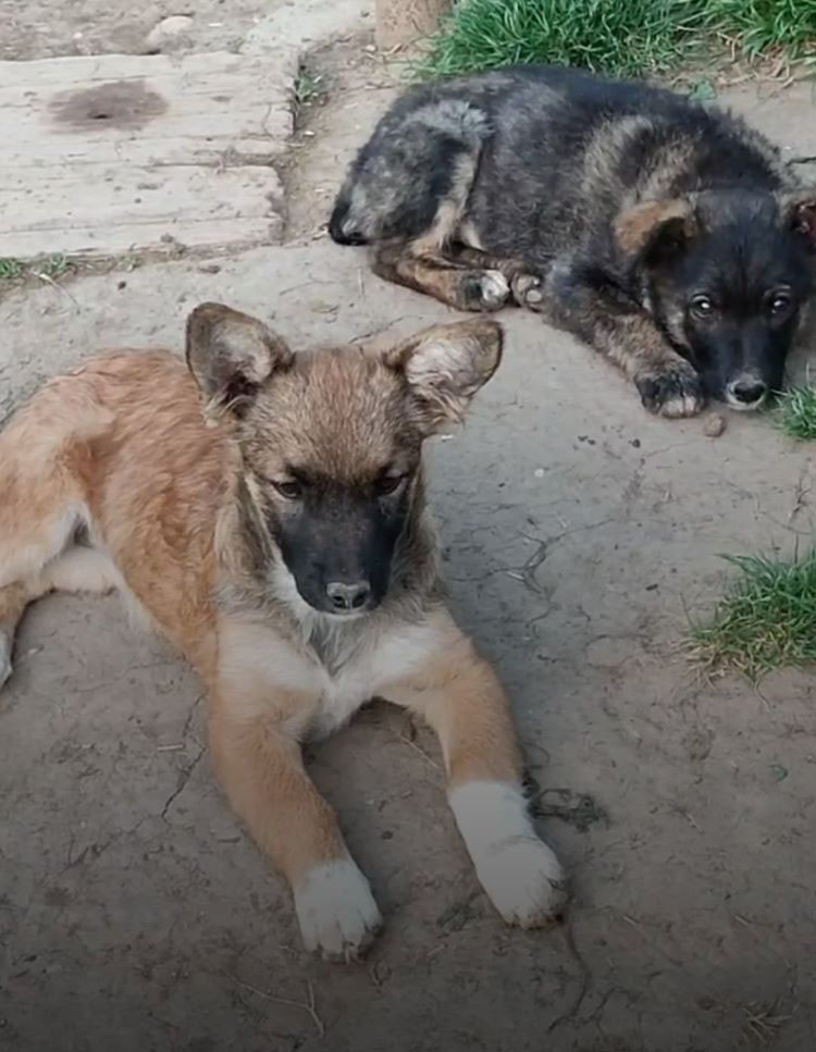 MINNIE - Chiot femelle croisée de petite taille à l'âge adulte - Née environ en Décembre 2021 - Refuge de Mihaela - Adoptée par Michel en Belgique  28023410