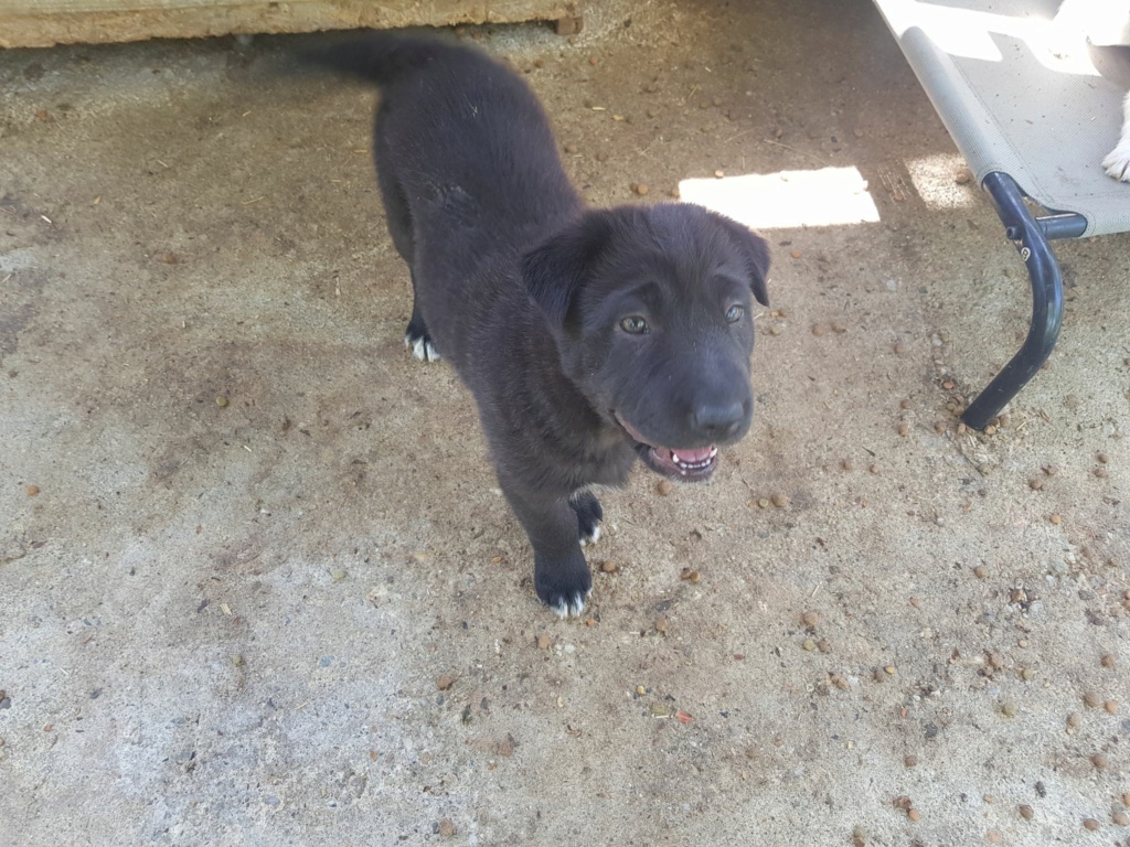 KAYA - Chiot femelle croisée de taille moyenne à grande à l'âge adulte - Née environ en Mars 2022- réservée via une association anglaise  28039712