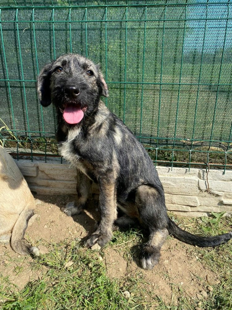 MAYA (ex SARAFINA) - Chiot femelle croisée de taille moyenne à l'âge adulte - Née environ en Janvier 2022 - Adoptée par Valérie en France  28107410