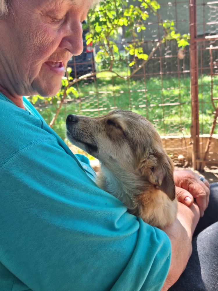 TOBIAS (ex MELCHIOR) - Chiot mâle croisé de petite taille à l'âge adulte - Né environ en Décembre 2021 - Adopté par Delphine en France  28133310