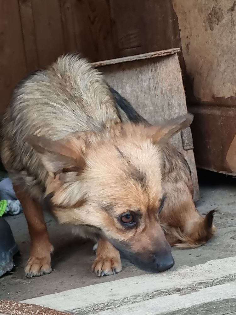 HANNAH - Femelle croisée de petite taille (6 kg) - Née environ en 2021 - Refuge de Monica-  Adoptée par Martine en Belgique  28169811