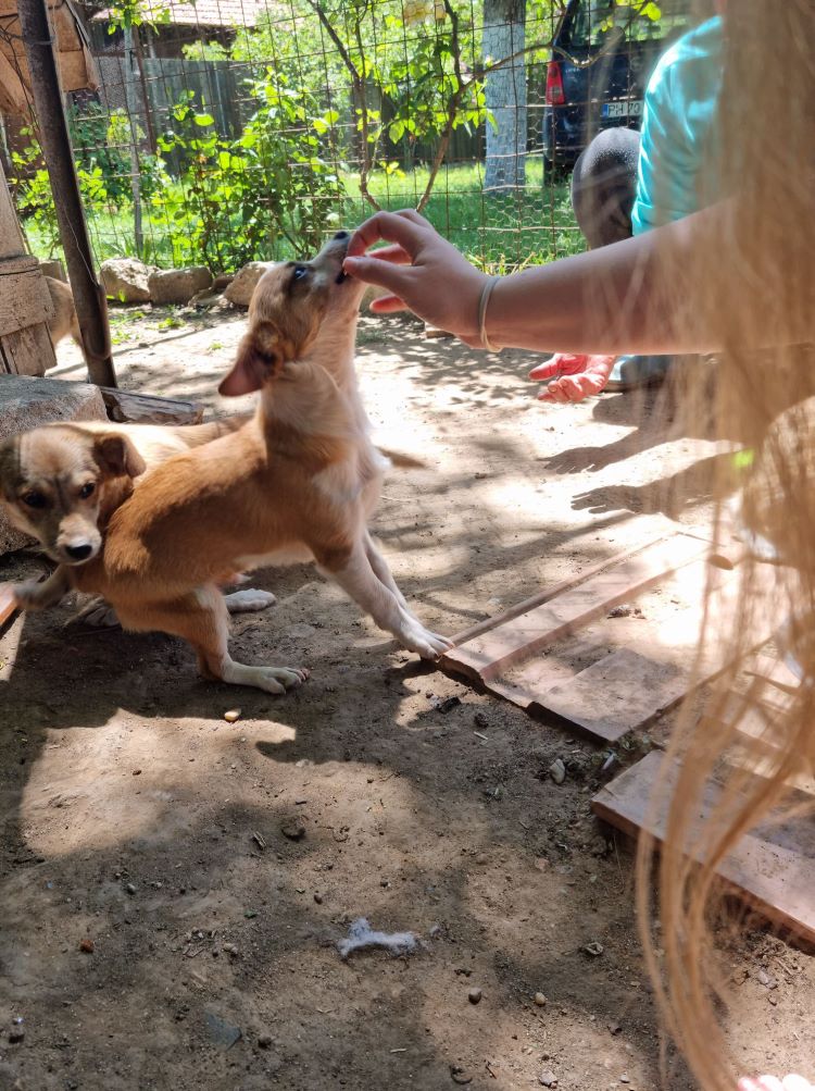 BALTHAZAR - Chiot mâle croisé de petite taille à l'âge adulte - Né environ en Décembre 2021 - Refuge de Mihaela - Adopté par Sandrine en France  28170010