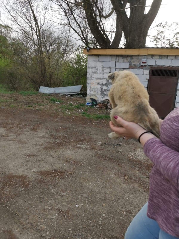 LOLLY - Chiot femelle croisée de taille moyenne à l'âge adulte - Née environ en Février 2022 - Réservée via une autre association 28181110