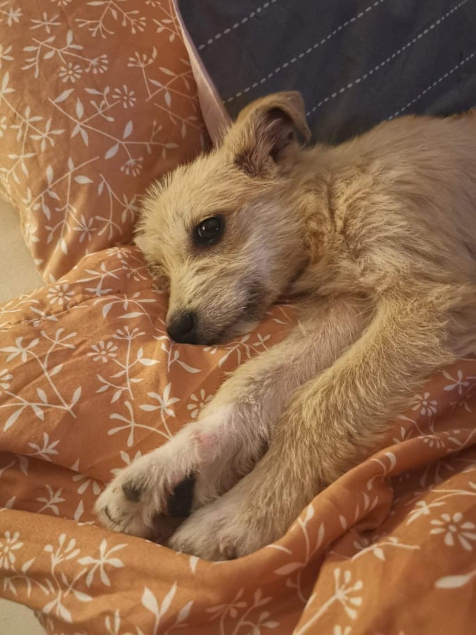 LOLLY - Chiot femelle croisée de taille moyenne à l'âge adulte - Née environ en Février 2022 - Réservée via une autre association 28181812