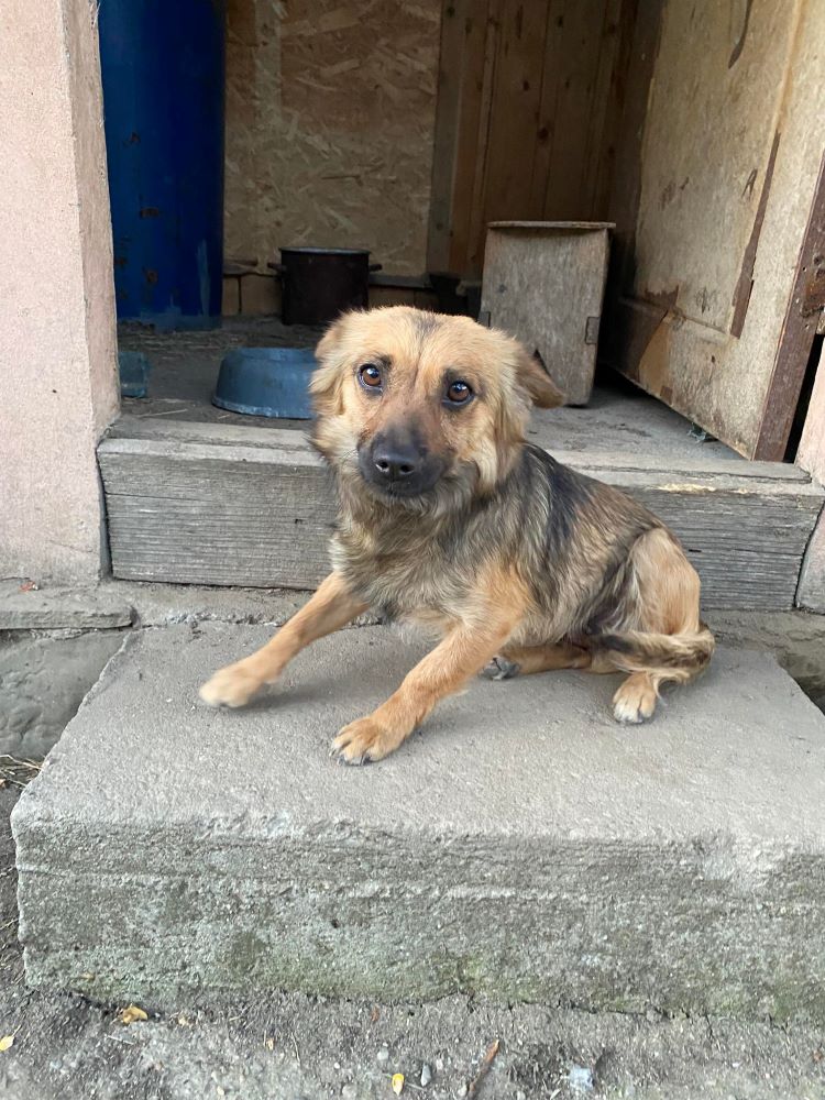 HANNAH - Femelle croisée de petite taille (6 kg) - Née environ en 2021 - Refuge de Monica-  Adoptée par Martine en Belgique  28194711