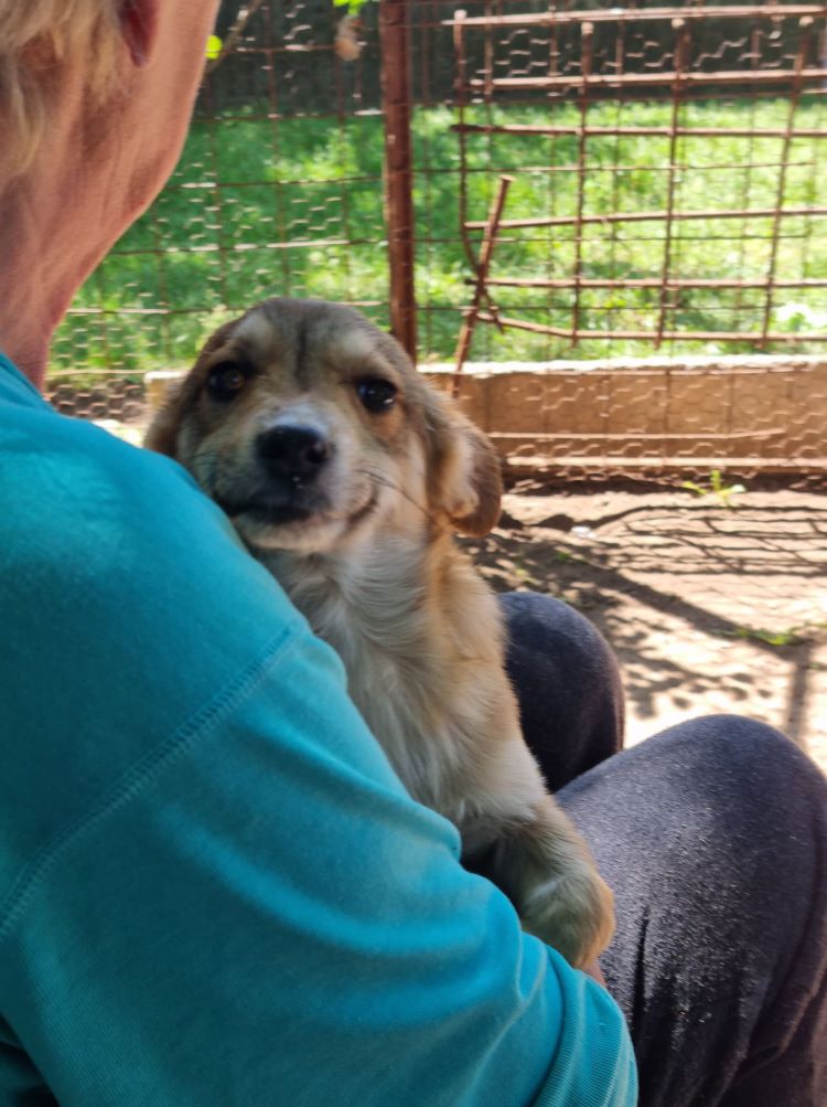 TOBIAS (ex MELCHIOR) - Chiot mâle croisé de petite taille à l'âge adulte - Né environ en Décembre 2021 - Adopté par Delphine en France  28216310