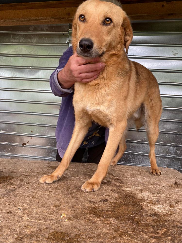 MARLEY - Mâle croisé de taille moyenne - Né environ en 2020 - Refuge de Monica 28220411