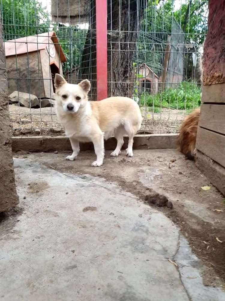 TRINITY - Femelle croisée Chihuahua de petite taille - Née environ en 2020 - Refuge de Monica  28340911