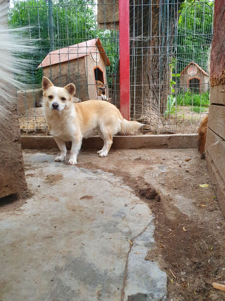 TRINITY - Femelle croisée Chihuahua de petite taille - Née environ en 2020 - Refuge de Monica  28355710