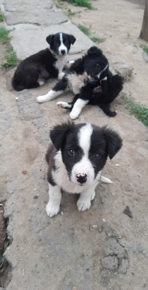 TRESOR (Luca) - Chiot mâle croisé de taille moyenne à l'âge adulte - Né environ en Avril 2022 - Refuge de Camelia - Adopté par Jérôme en Belgique  28407312