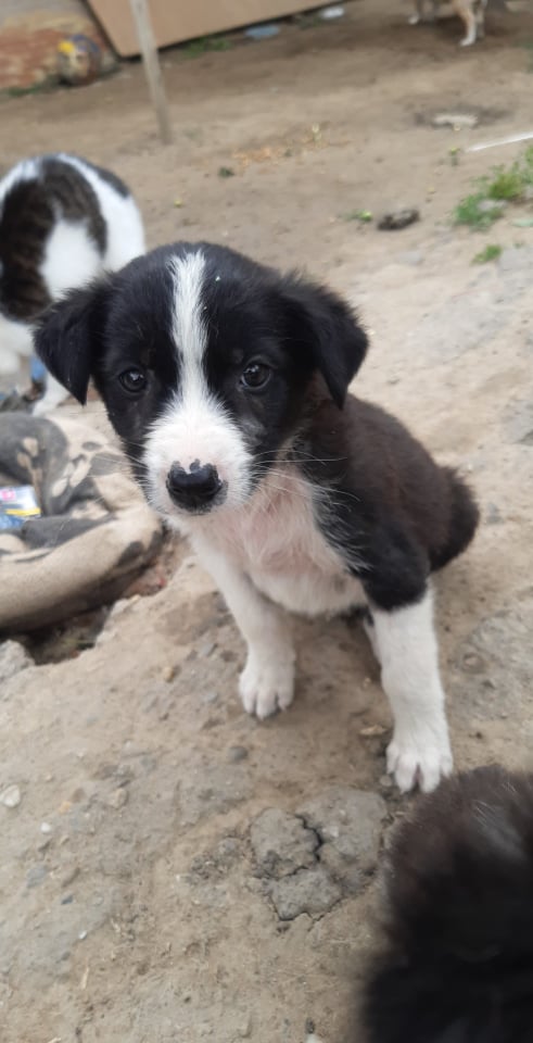 TRESOR (Luca) - Chiot mâle croisé de taille moyenne à l'âge adulte - Né environ en Avril 2022 - Refuge de Camelia - Adopté par Jérôme en Belgique  28440110