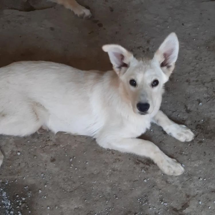 AKIRA (ex MIAA) - Chiot femelle croisée de taille moyenne à l'âge adulte - Née environ en Novembre 2021 - Refuge de Oana - Adoptée par Camille en France  28441010