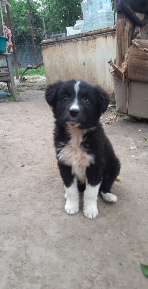 NEO (AMORE - Noni) - Chiot mâle croisé de taille moyenne à l'âge adulte - Né environ en Avril 2022 - Refuge de Camelia - Adopté par Thibault et Coralie en Belgique  28464010