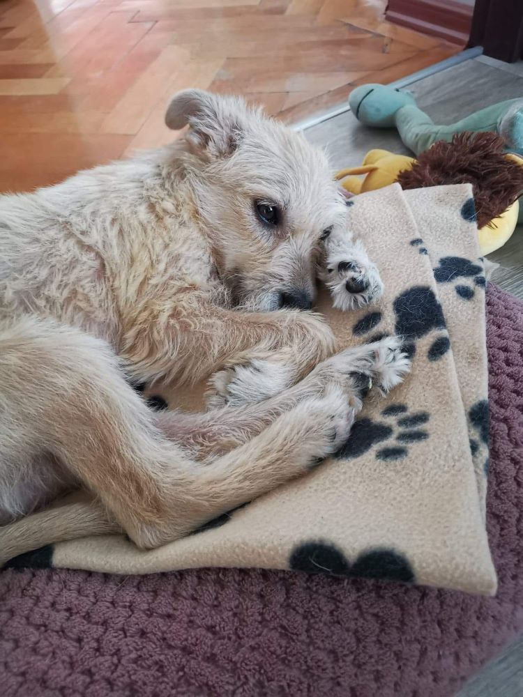 LOLLY - Chiot femelle croisée de taille moyenne à l'âge adulte - Née environ en Février 2022 - Réservée via une autre association 28514210