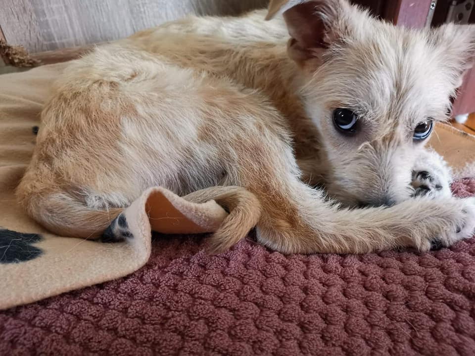 LOLLY - Chiot femelle croisée de taille moyenne à l'âge adulte - Née environ en Février 2022 - Réservée via une autre association 28622110