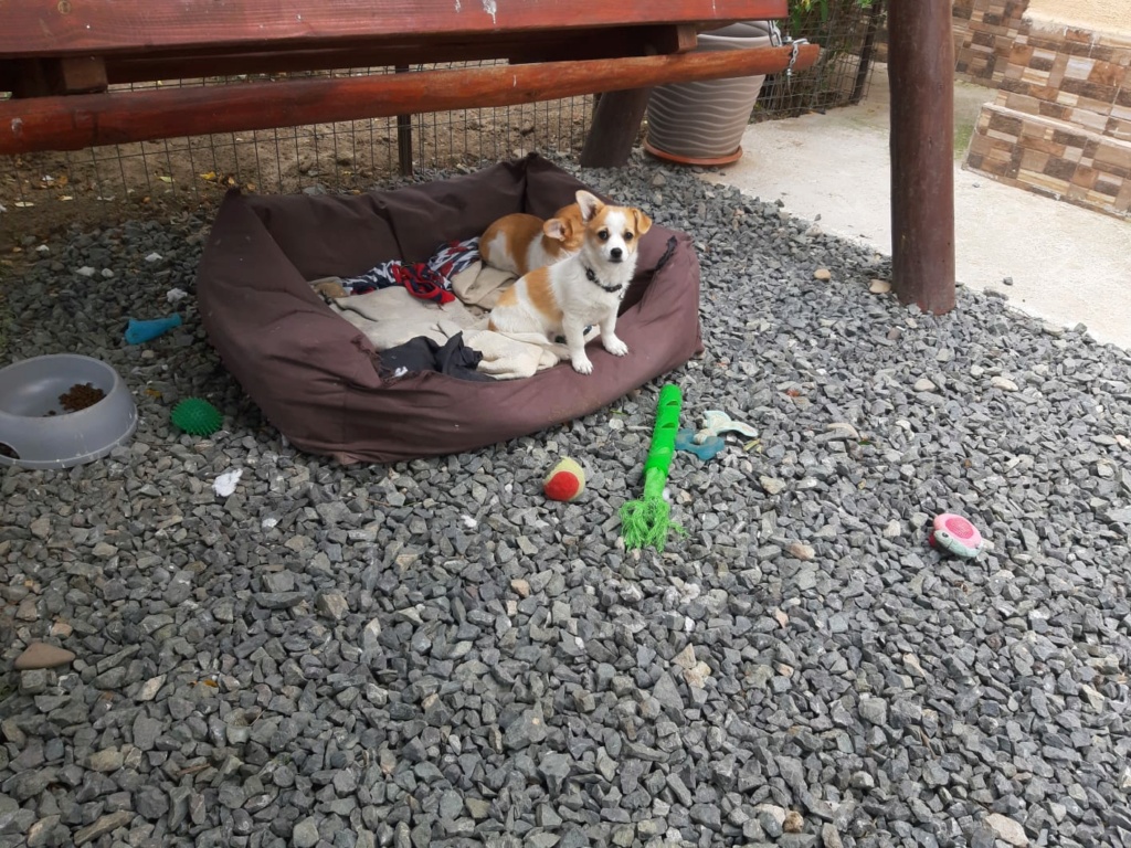 WENDY - Femelle croisée de petite taille (6,7 kg) - Née environ en Février 2022 - Refuge de Oana - Adoptée par Fabrice en Belgique  28674511