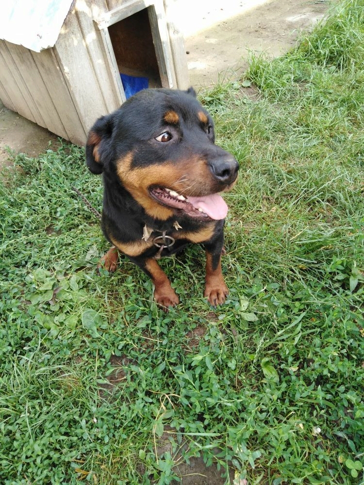 XENA - Femelle Rottweiler de grande taille - Née environ en 2021 - Refuge de Monica - Réservée aux Pays-Bas 28801211