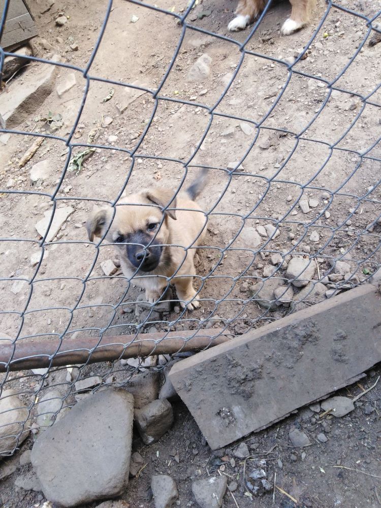 OASIS - Chiot femelle croisée de petite taille à l'âge adulte - Née environ en Mars 2022 - Refuge de Monica -  Adoptée par Patricia en Belgique  28811911