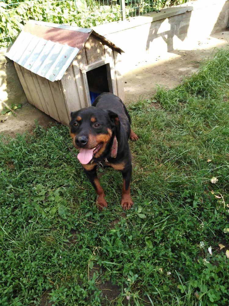 XENA - Femelle Rottweiler de grande taille - Née environ en 2021 - Refuge de Monica - Réservée aux Pays-Bas 28850211