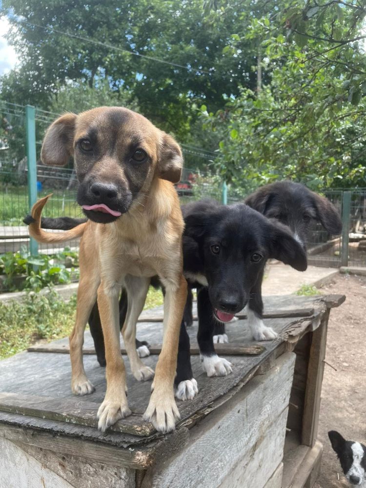 TAGLIATELLE - Chiot femelle de taille moyenne à l'âge adulte - Née environ en Février 2022 - Refuge de Monica - Adoptée par Mathilde en France  28997110