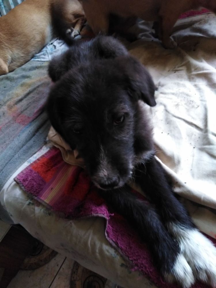 LUCKY (ex GNOCCHI) - Chiot mâle croisé de taille moyenne à grande à l'âge adulte - Né environ en Février 2022 - Pris en charge par un refuge privé 29112110