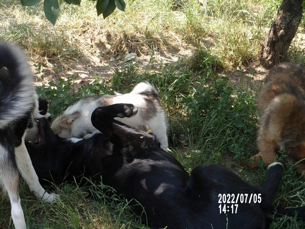 RAFIKI (Nero) - Chiot mâle croisé de taille moyenne à l'âge adulte - Né environ en Janvier 2022 - Décédé  29150410